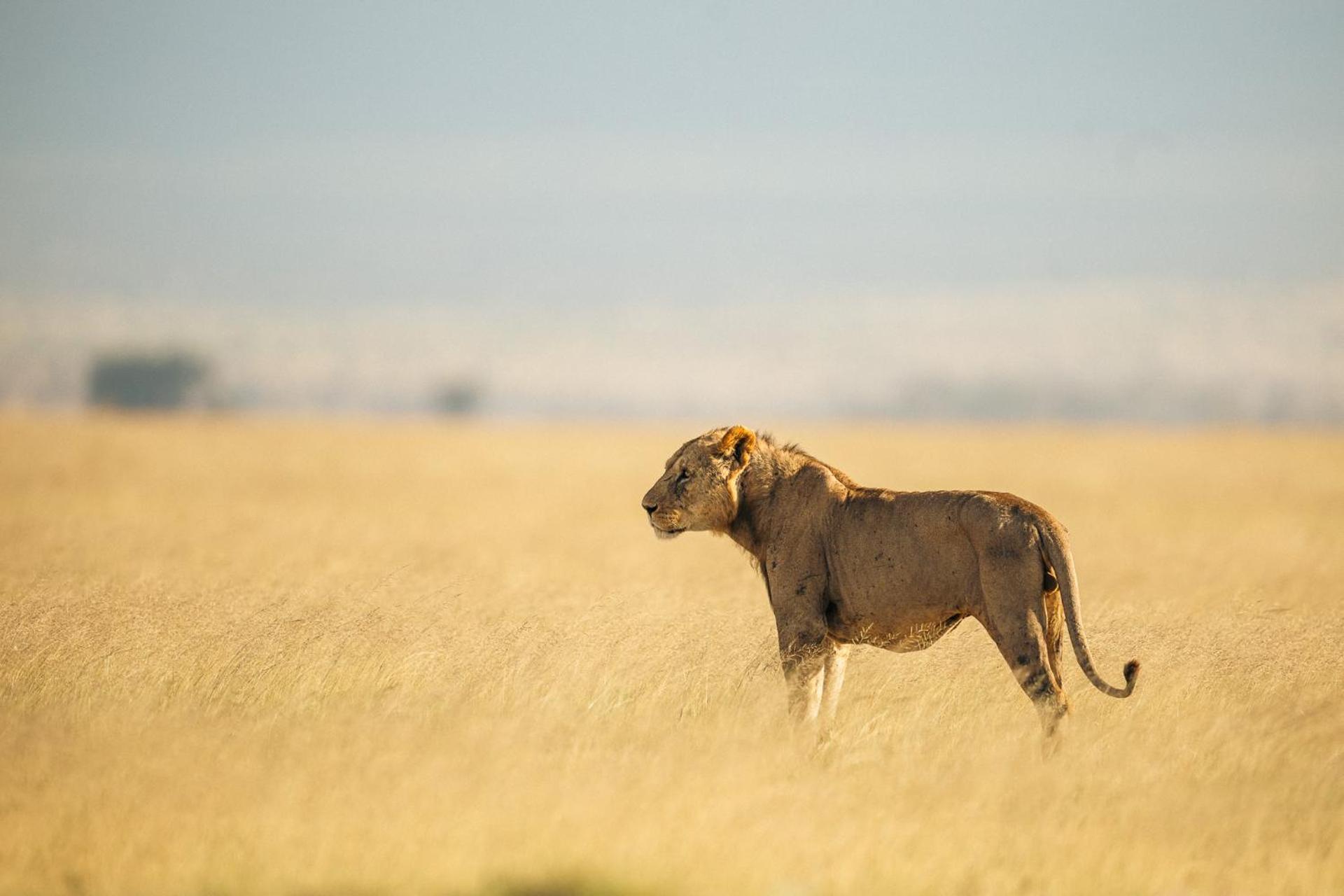 Amboseli Glass House Oloitokitok Kültér fotó