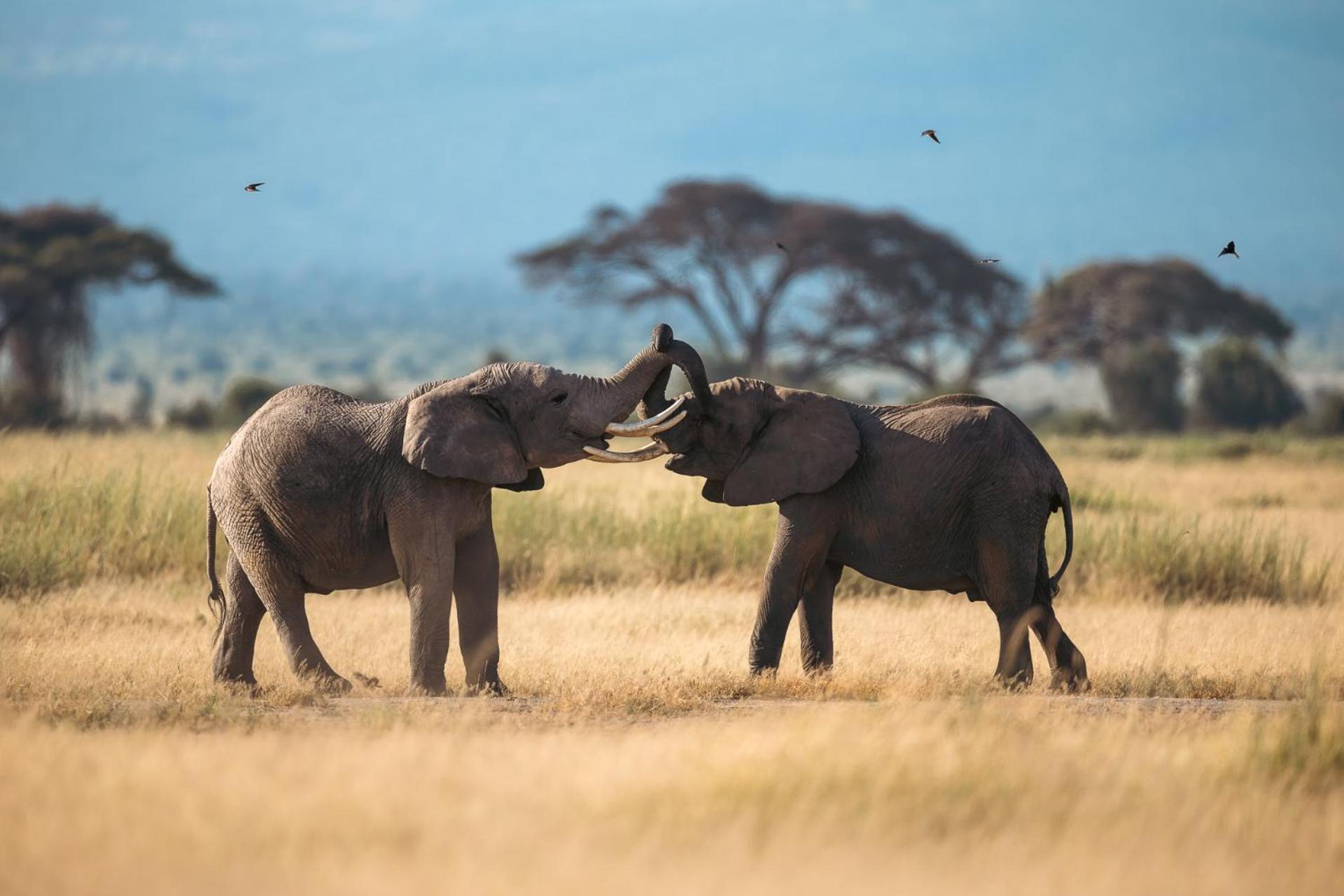 Amboseli Glass House Oloitokitok Kültér fotó