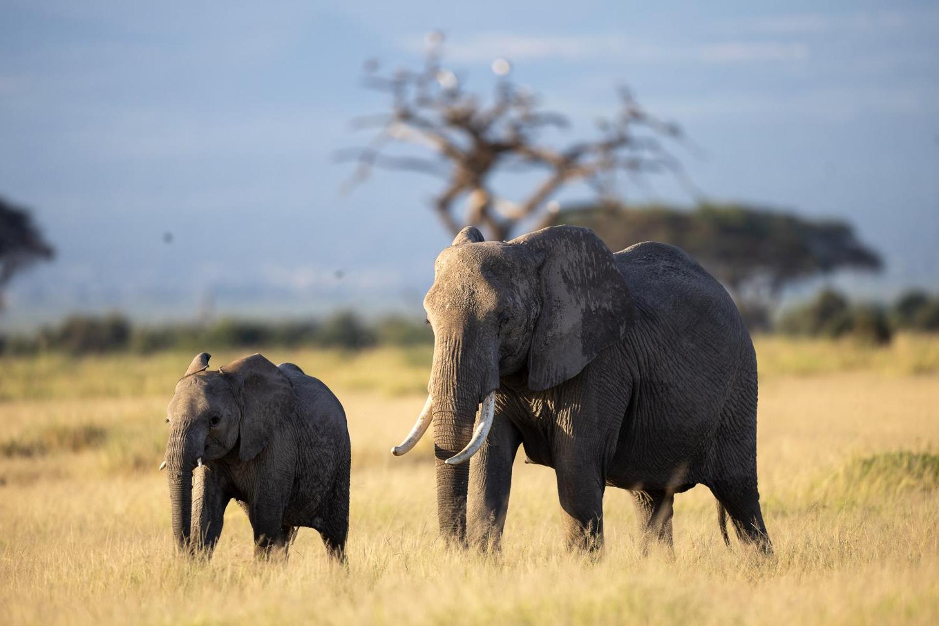 Amboseli Glass House Oloitokitok Kültér fotó