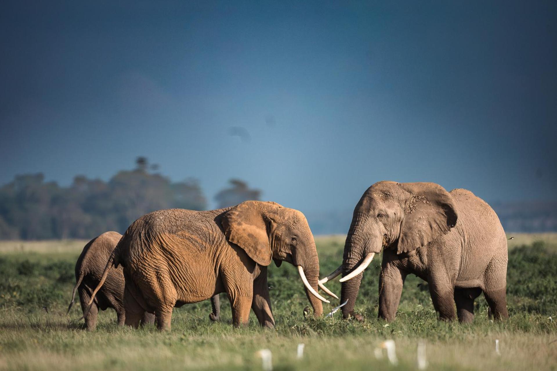 Amboseli Glass House Oloitokitok Kültér fotó